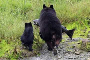 Game viewing