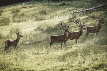Game viewing