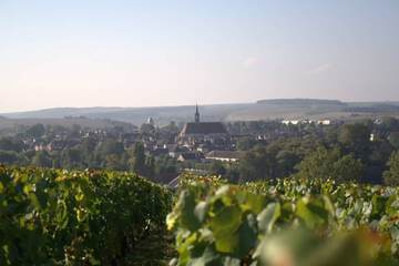 Vineyard view