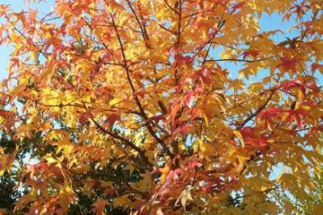 Photo 42