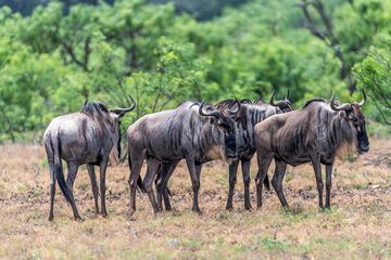 Safari