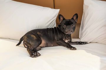 Pet-friendly