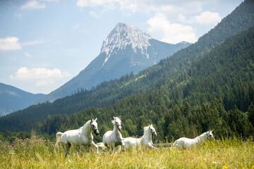 Horseback riding