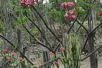Photo 42