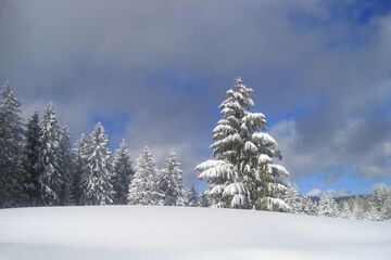 Snowshoeing