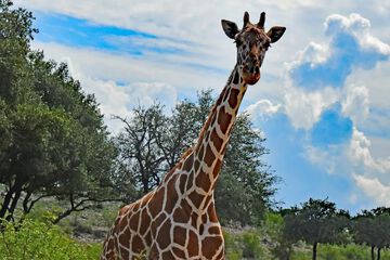 Game viewing