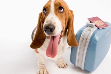 Pet-friendly