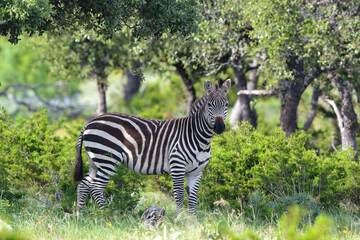 Safari