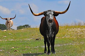 Game viewing