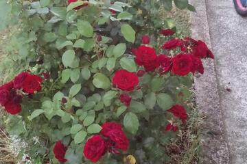 Photo 40