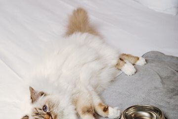 Pet-friendly amenities