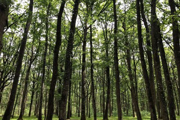 Hiking