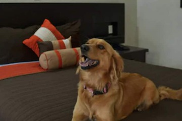 Pet-friendly