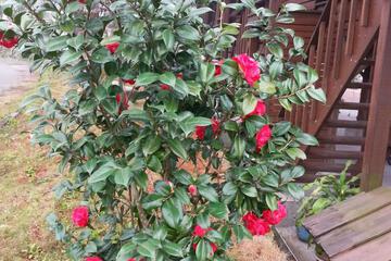Photo 21