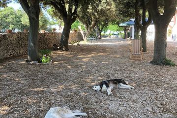 Pet-friendly