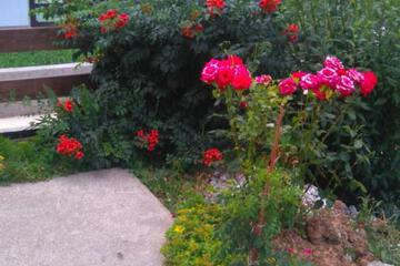 Photo 49