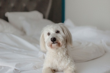 Pet-friendly amenities