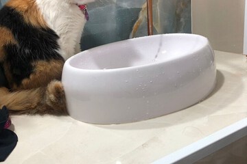 Pet-friendly