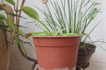 Photo 20