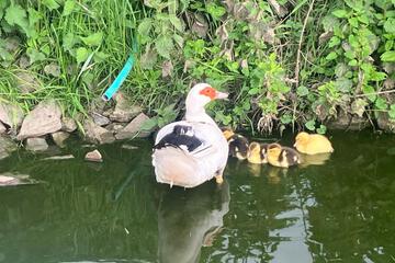 Photo 43