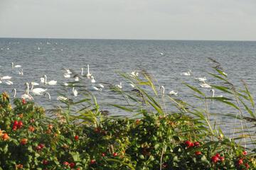 Photo 73