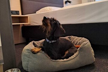 Pet-friendly
