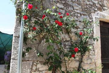 Photo 77