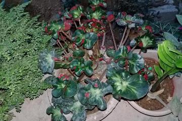 Photo 47