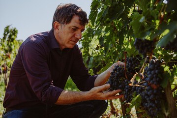 Vineyard