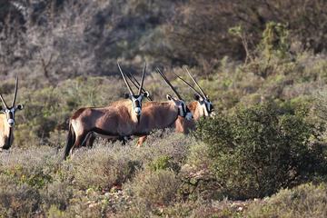 Game viewing