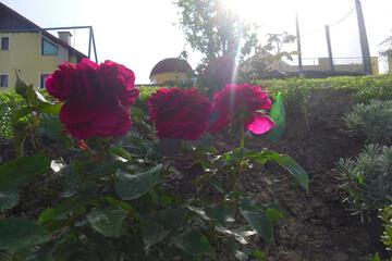 Photo 57