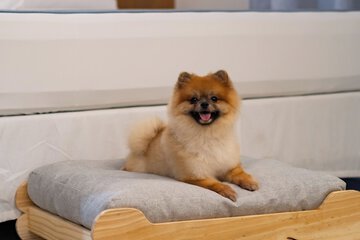 Pet-friendly amenities