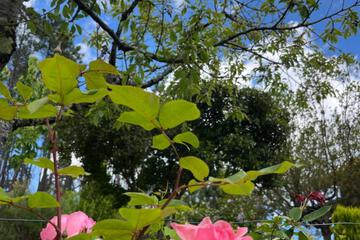 Photo 40