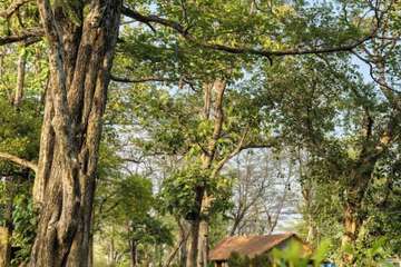 Garden view