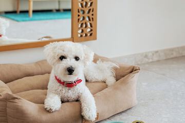 Pet-friendly