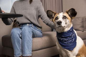 Pet-friendly