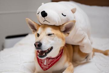 Pet-friendly