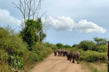 Safari