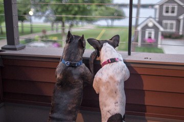 Pet-friendly