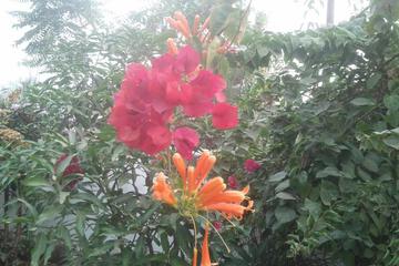 Photo 44