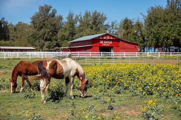 Horseback riding