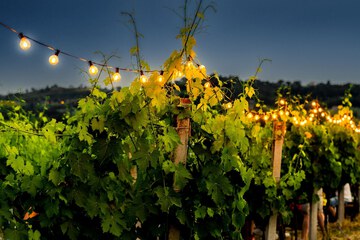 Winery