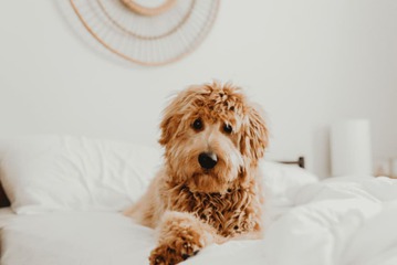 Pet-friendly