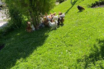 Photo 48