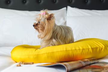 Pet-friendly