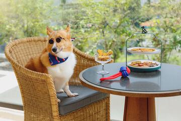 Pet-friendly amenities