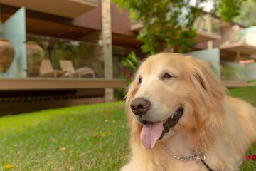 Pet-friendly