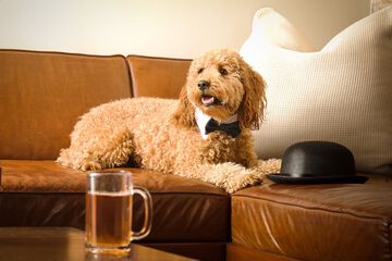 Pet-friendly