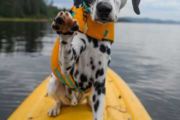 Pet-friendly