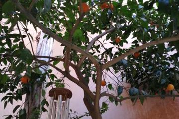 Photo 51